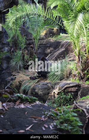 Western pianura gorilla godendo il suo pasto Foto Stock