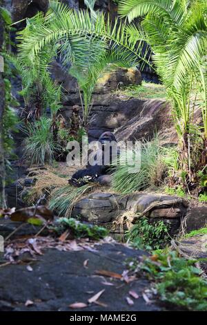 Western pianura gorilla godendo il suo pasto Foto Stock