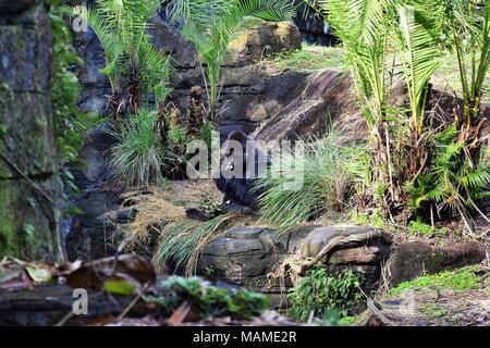 Western pianura gorilla godendo il suo pasto Foto Stock