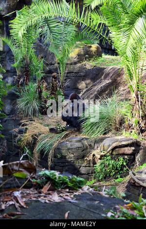 Western pianura gorilla godendo il suo pasto Foto Stock