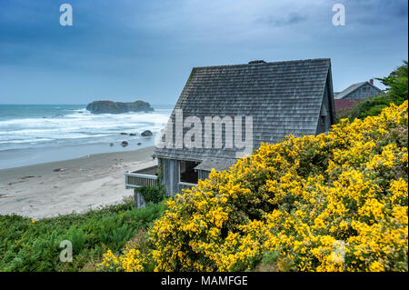 Bandon litorale, case sulla spiaggia fiancheggiato da ginestre fiorite (Ulex Europaeus), una pianta invasiva, Oregon Coast, O STATI UNITI D'AMERICA. Foto Stock