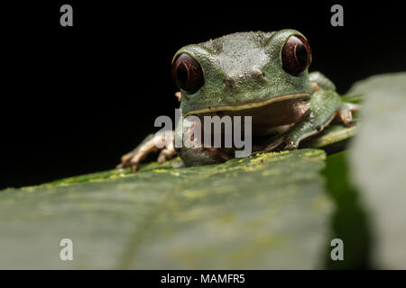 Phyllomedusa tarsius, la foglia di tarsier rana, dalla giungla in Perù. Questi sono più rare rispetto alle altre specie Phyllomedusa Foto Stock