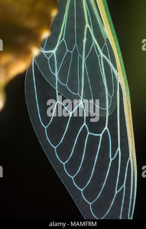 Una cicala appena emerso dal suo guscio larvale pende da una foglia con le sue ali di asciugatura. Le forme e le linee delle vene sono molto carina. Foto Stock