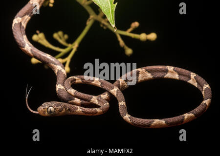 Un serpente notturno neotropicale, la struttura blunthead snake (Imantodes cenchoa). Questi serpenti si muovono attorno ad alberi e cespugli in cerca di cibo. Foto Stock