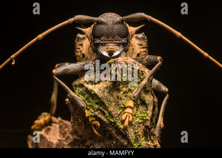 Un coleottero tropicale ritratto dalla giungla peruviana vicino Tarapoto, un impressionante beetle ancor di più quando visto da vicino. Foto Stock