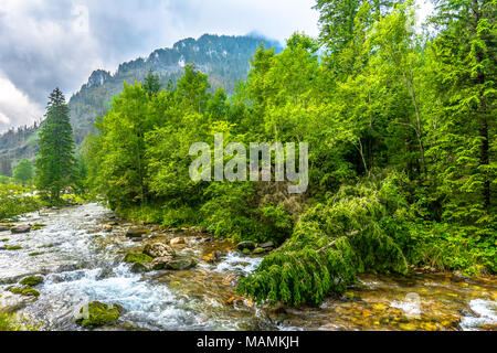 Ruscello di montagna nella foresta, ambiente naturale nei monti Tatra, paesaggio Foto Stock