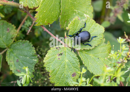 Becchi sanguinosa Beetle; Timarcha tenebricosa singola foglia in Cornovaglia; Regno Unito Foto Stock