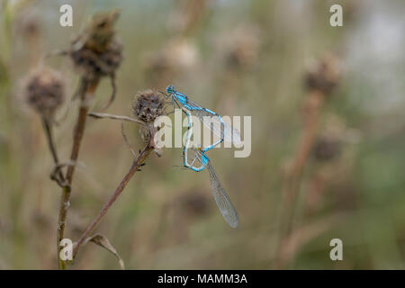 Comune Damselfly blu; Enallagma cyathigerum due; abbinato Cornwall, Regno Unito Foto Stock