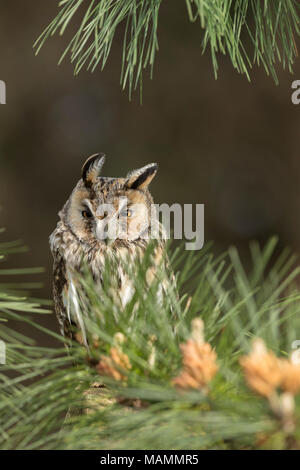 Long Eared Owl; Asio otus singolo in pino Cornwall, Regno Unito Foto Stock