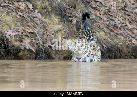 Jaguar (Panthera onca) caccia in acqua per cayman, guardando la telecamera, Pantanal, Mato Grosso, Brasile Foto Stock