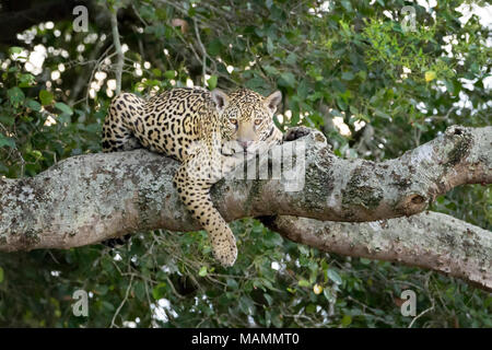 Jaguar (Panthera onca) sdraiato nella struttura ad albero, guardando la telecamera, Pantanal, Mato Grosso, Brasile Foto Stock