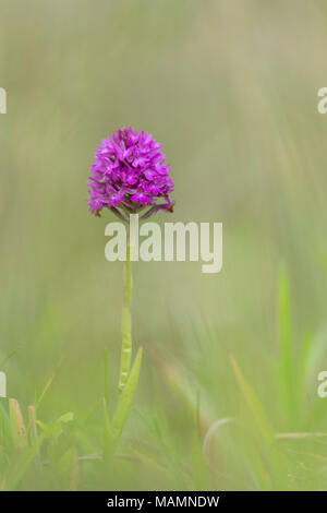 Orchide; Anacamptis pyramidalis fiore; Cornovaglia; Regno Unito Foto Stock