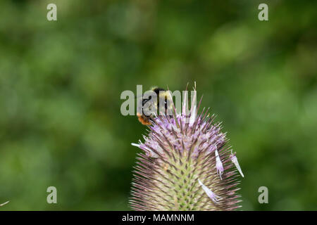 Red Tailed Bumblebee; Bombus lapidarius singolo su Teasel Cornwall, Regno Unito Foto Stock