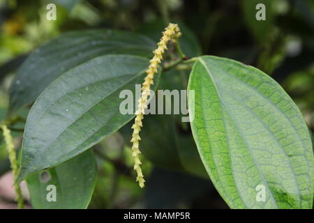 Close-up di fresco live Piper nigrum pepe (pepe nero) fiore sul suo albero. Piper nigrum è un vitigno di fioritura nella famiglia Piperaceae. Foto Stock