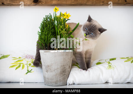 Carino giocoso dagli occhi blu siamese Gattino sniffing vasi di fiori di primavera. Adottare un cucciolo di animale amico per tutta la vita, concetto. Foto Stock