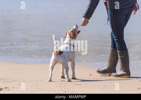Un proprietario del cane dando un Jack Russell Terrier a trattare. Foto Stock