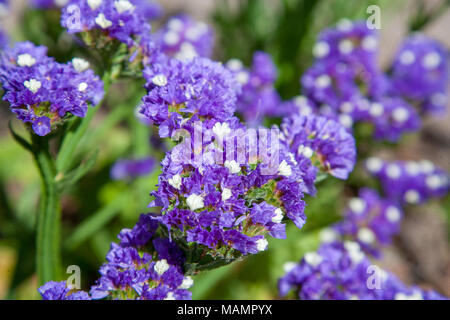 'Mörkblå' Statice, Risp (Limonium sinuatum) Foto Stock