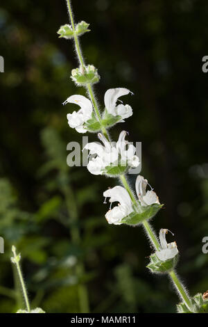 Argento, Salvia Silversalvia (Salvia argentea) Foto Stock