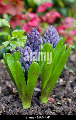 Una bella viola bluastro Giacinto (Hyacinthus orientalis) Foto Stock