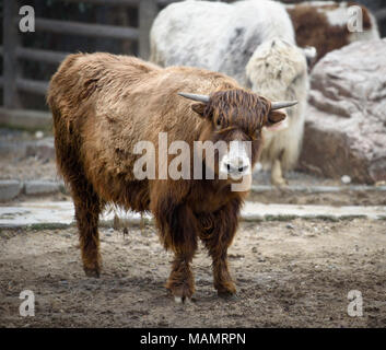 Yak selvatico in un paddock con altri yak e una recinzione come sfondo, il fuoco selettivo Foto Stock