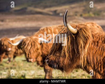 Highland bestiame al pascolo nei campi e godersi il sole primaverile nelle Highlands scozzesi Foto Stock