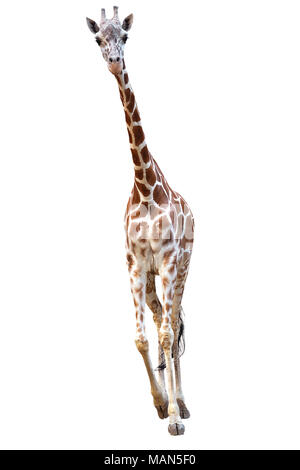 Giovani raticulated giraffe isolati su sfondo bianco Foto Stock