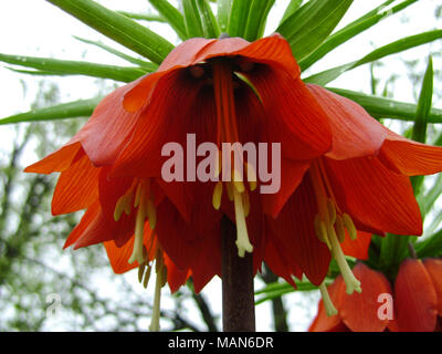 Corona fiorente imperiale nel giardino primaverile. Corona imperiale fritillaria Fritillaria imperialis fiori. Colore arancione dei fiori e con colore verde Foto Stock