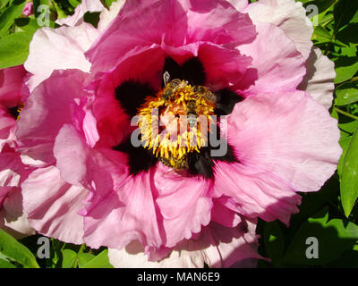 Tree peonia in fiore vicino. Rosa peonia fiori che crescono nel giardino, sfondo floreale. Bee nel fiore di primavera. Foto Stock