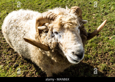 Swaledale pecore in un campo Foto Stock