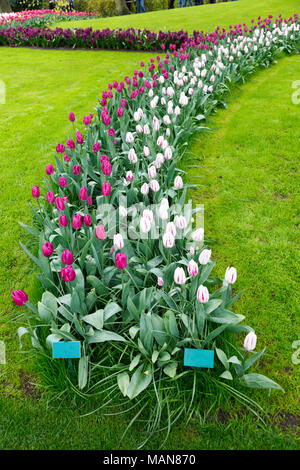 Aiuola con tulipani e giacinti Foto Stock