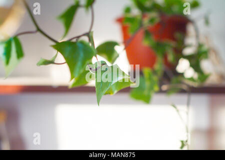 Intero e schiuse spotted uova di quaglia in una decorativa mini benna con verde edera germogli sul retro dello sfondo. Foto Stock