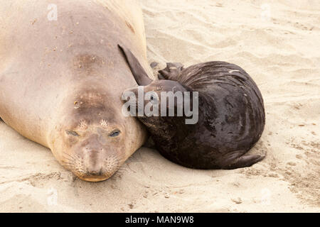 Northern guarnizione di elefante femmina e pup (Mirounga angustirostris) sulla spiaggia Foto Stock