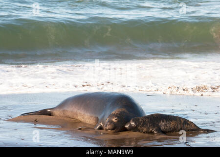 Northern guarnizione di elefante femmina e pup (Mirounga angustirostris) a Ocean Edge Foto Stock