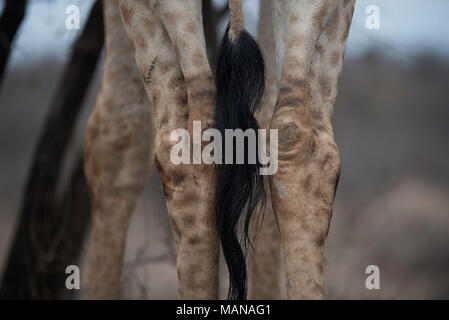 Close up della coda e schiena gambe di una giraffa Foto Stock