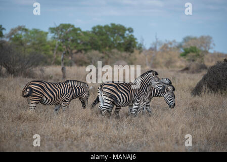 Due zebre spintoni in un piccolo allevamento Foto Stock