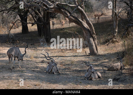 Kudu tori giacente in qualche ombra nel Parco Nazionale di Kruger Foto Stock