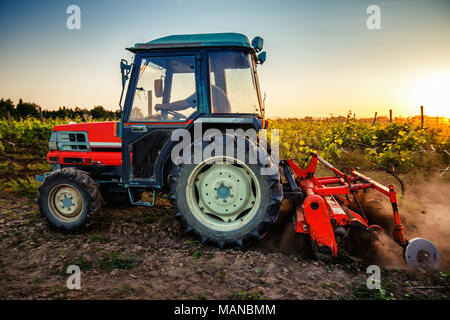 Vigne di campo e un trattore rosso al tramonto Foto Stock