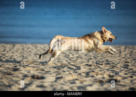 Entusiasti giovani golden retriever di salto e correre sulla spiaggia Foto Stock