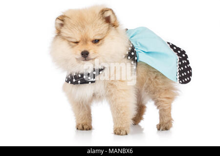 Ritratto di bella Pomerania cucciolo con abito isolato su sfondo bianco Foto Stock