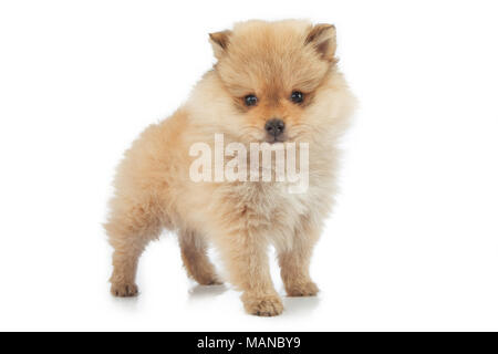 Ritratto di bella Pomerania cucciolo, isolati su sfondo bianco Foto Stock