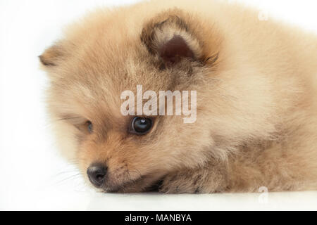 Ritratto di bella Pomerania cucciolo, isolati su sfondo bianco Foto Stock