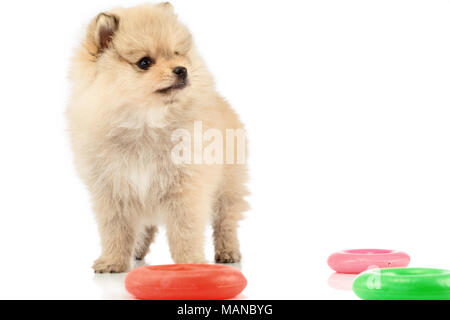 Ritratto di bella Pomerania cucciolo, isolati su sfondo bianco Foto Stock