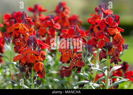 Scarlet Sage, Praktsalvia (Salvia splendens) Foto Stock