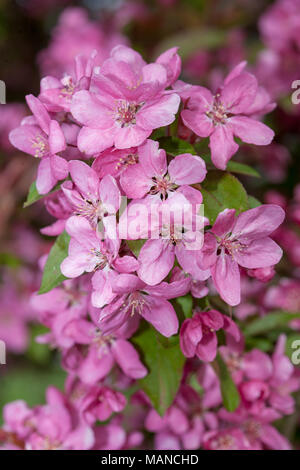 "Hopa' Crabapple ornamentali, Purpurapel (Malus x adstringens) Foto Stock