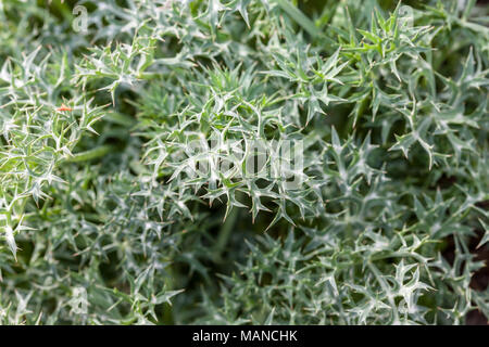 Spotted Golden Thistle, Taggtistel (Scolymus maculatus) Foto Stock