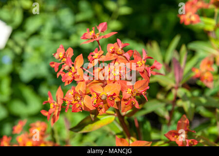 "Fireglow' di Griffith, euforbia Eldtörel (Euphorbia griffithii) Foto Stock