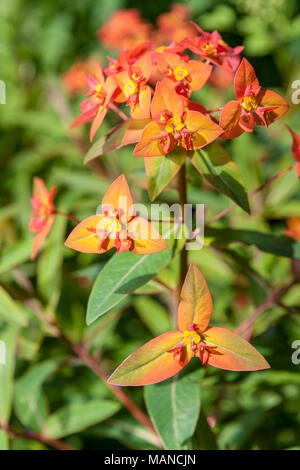 "Fireglow' di Griffith, euforbia Eldtörel (Euphorbia griffithii) Foto Stock