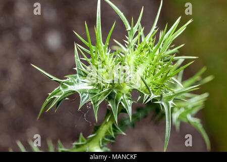 Spotted Golden Thistle, Taggtistel (Scolymus maculatus) Foto Stock