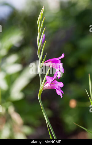 Bagno turco Marsh Gladiolus, Rysk sabellilja (Gladiolus imbricatus) Foto Stock