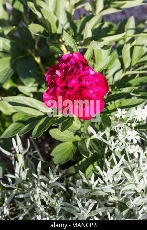 "Rubra Plena' peonia comune, Bondpion (Paeonia × festiva) Foto Stock